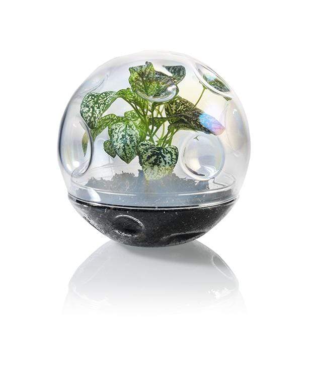 MOON TERRARIUM
